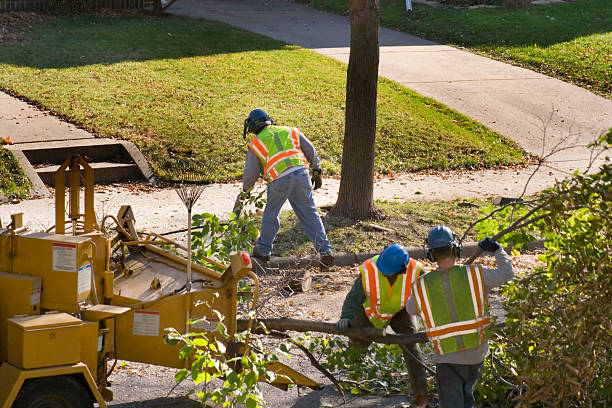 How Our Tree Care Process Works  in  River Oaks, TX